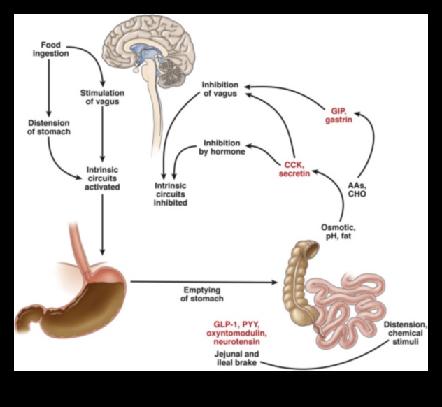 Impactul proteinelor asupra hormonilor și reglarea apetitului