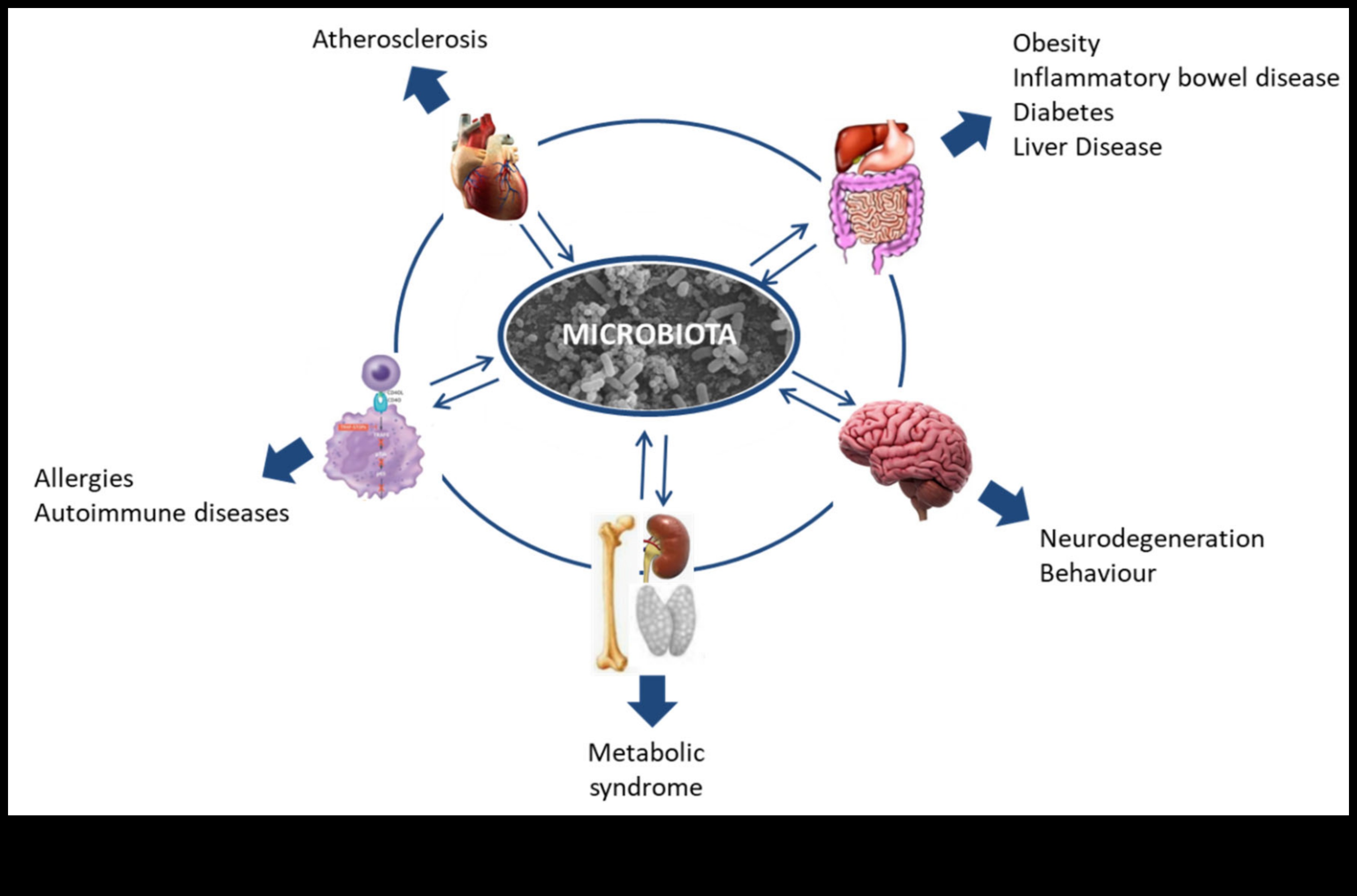 Explorarea dietelor pe termen scurt pentru sănătatea intestinală: o legătură promițătoare