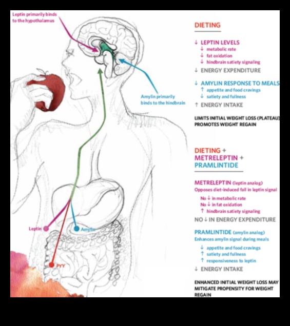 Impactul proteinelor asupra hormonilor și reglarea apetitului