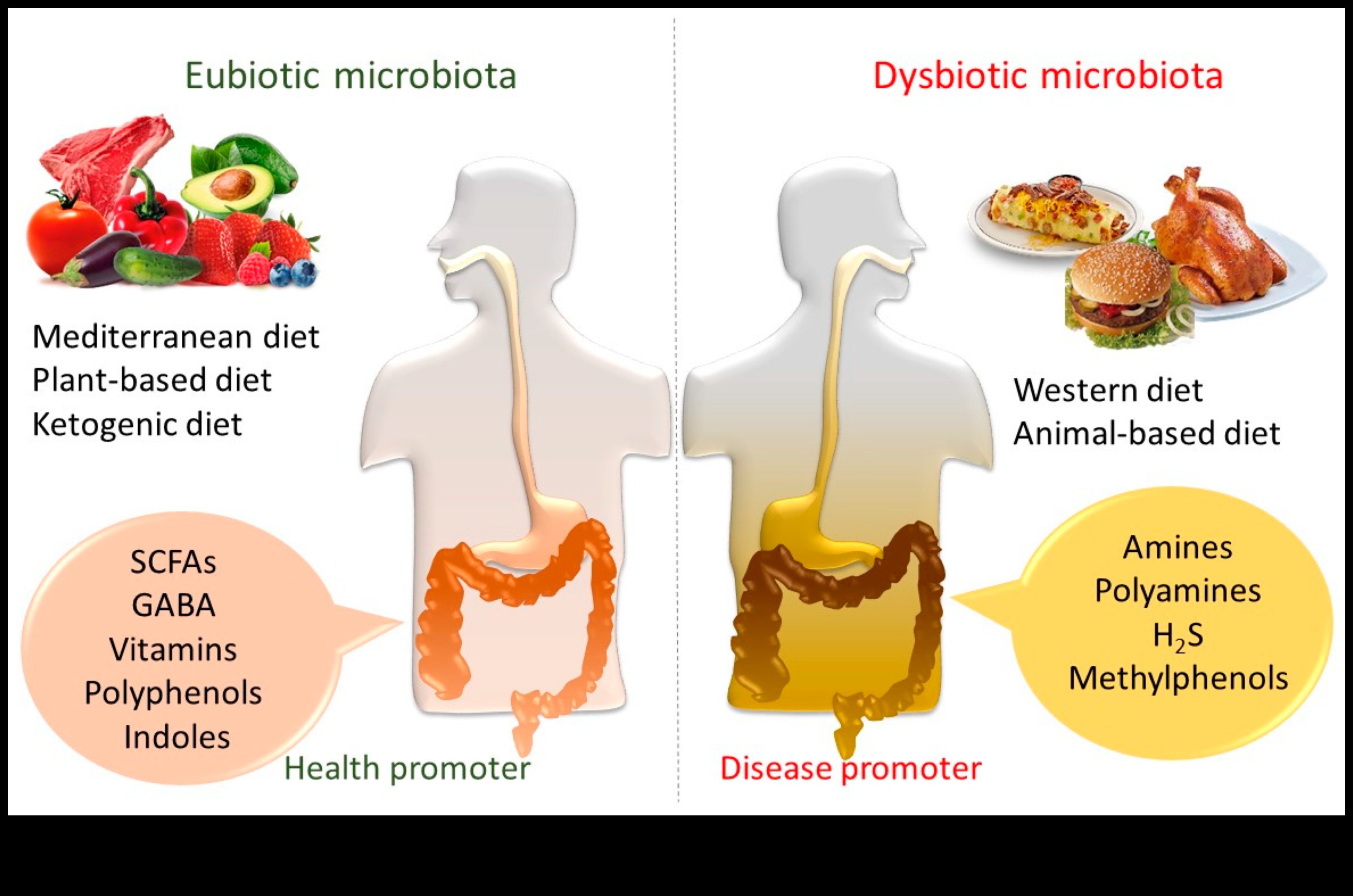 Explorarea dietelor pe termen scurt pentru sănătatea intestinală: o legătură promițătoare